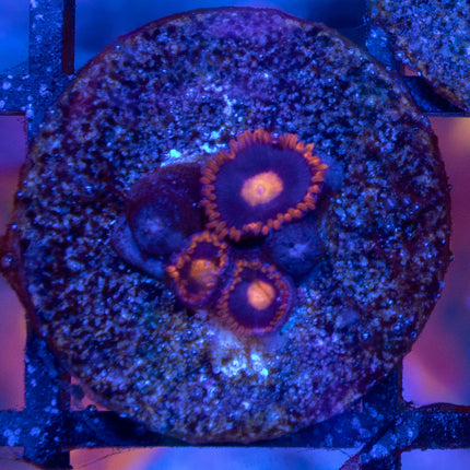 My Clementine Zoa