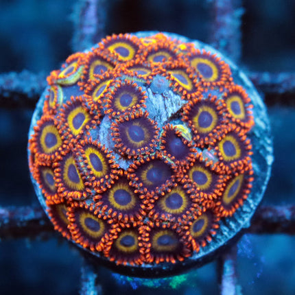 Fruitloops Zoa