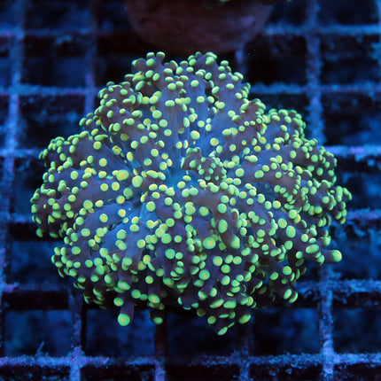 Neon Octospawn
