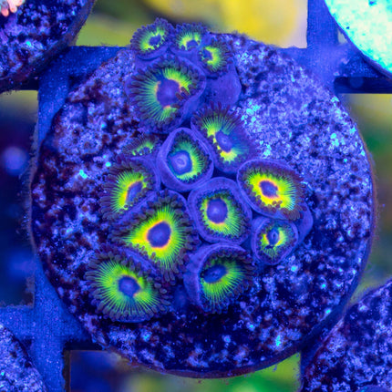 WWC Bob Marley Zoa