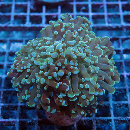 Funny Teal Frammer