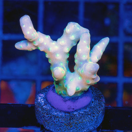 RRC Tropicana Anacropora