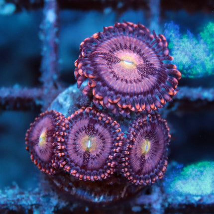 POTO UV Nebula Zoa
