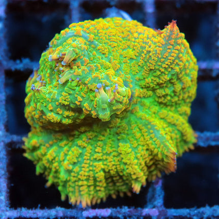 Tequila Sunrise Mushroom