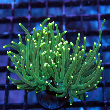 Aussie Yellow Tipped Torch (double)
