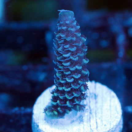 Raising Reef Blue Flame