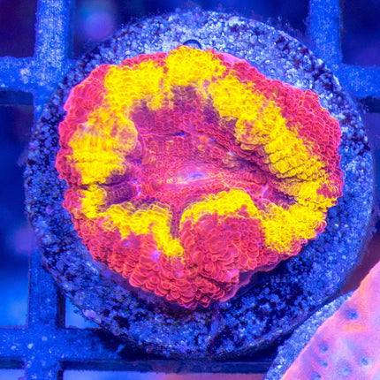 OG Cormbred Ironman Acan V1
