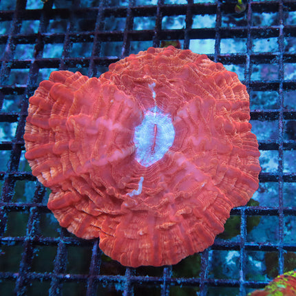 Jolly Rancher Indophyllia