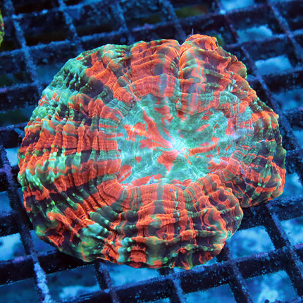 Ultra Rainbow Acantho