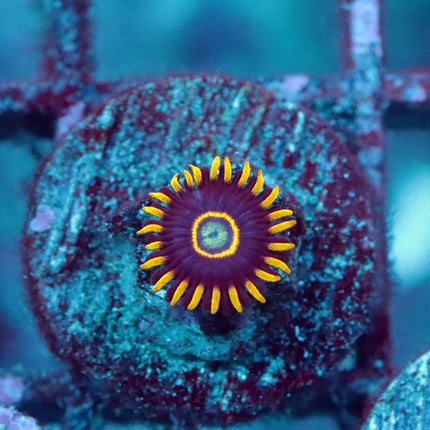 Blue Hornet Zoa