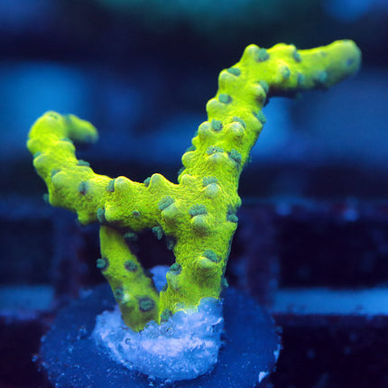 Green Goblin Anacropora