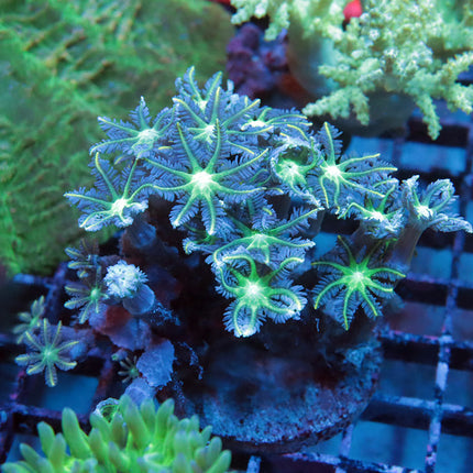 Neon Clove Polyps