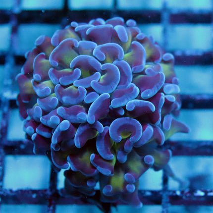 Purple Bi-Color Branching Hammer