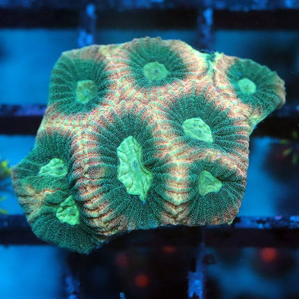 Prism Favia