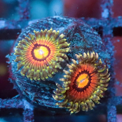 Rainbow Incinerator Zoa