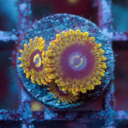 Rainbow Yoda Zoa