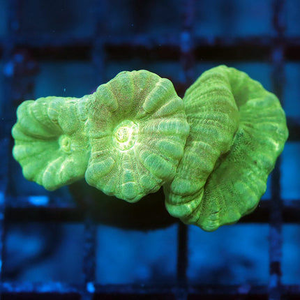Kryptonite Candy Cane