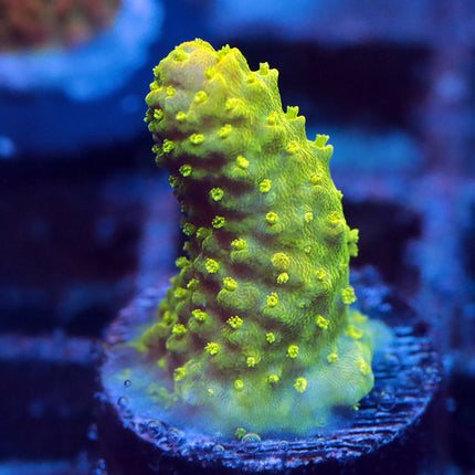 POTO Neon Humilis