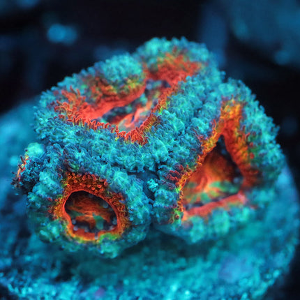 Ultra Rainbow Acan