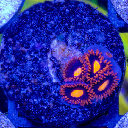 My Clementine Zoa
