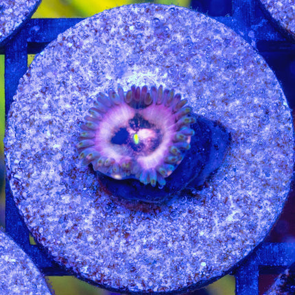 Purple Nebula Paly