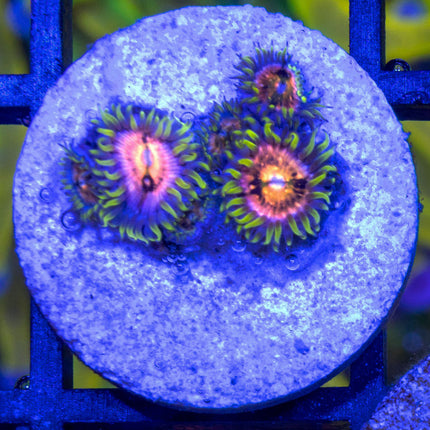Nirvana Paly