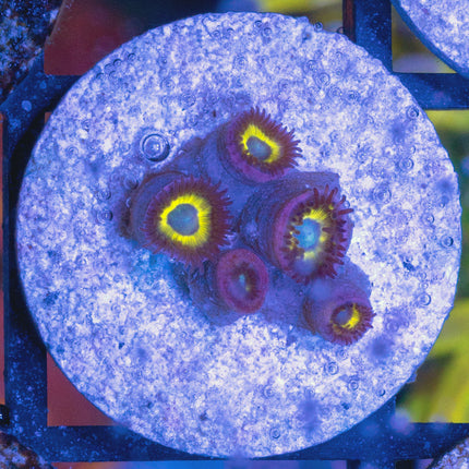 BellaDonna Zoa
