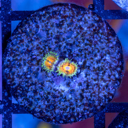 Rainbow Incinerator Zoa
