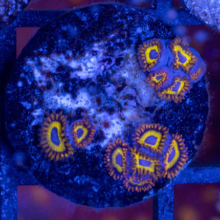 FruitLoop Zoa