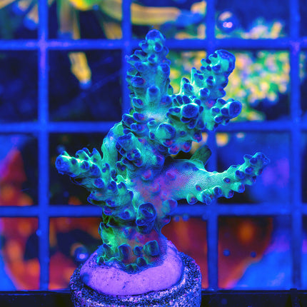 Upscales Microclados Acro