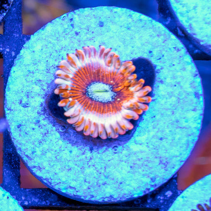 Ultra Majician Paly