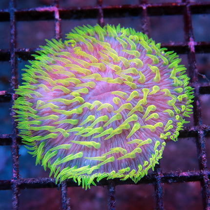 Utra EDC Fungia Plate
