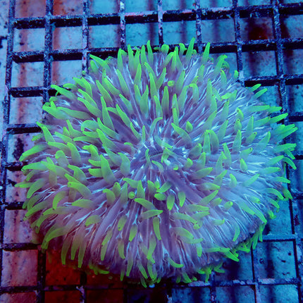 XL Neon Tentacle Fungia