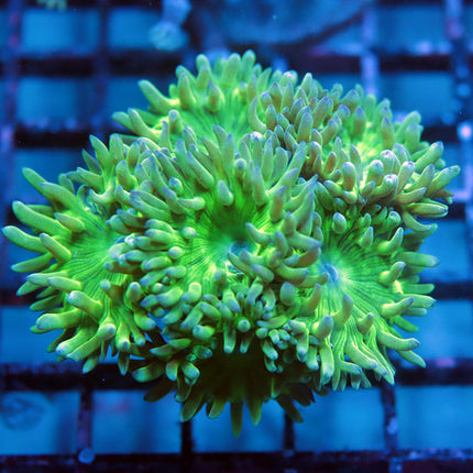 Ultra Neon Duncan Coral