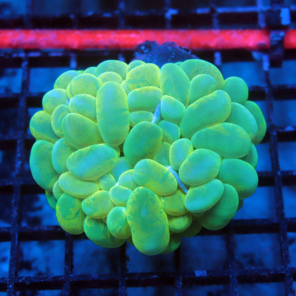Neon Bubble Coral