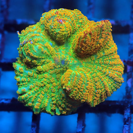 Tequila Sunrise Mushroom