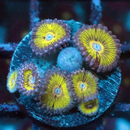 POTO Golden Eagle Eye Zoa