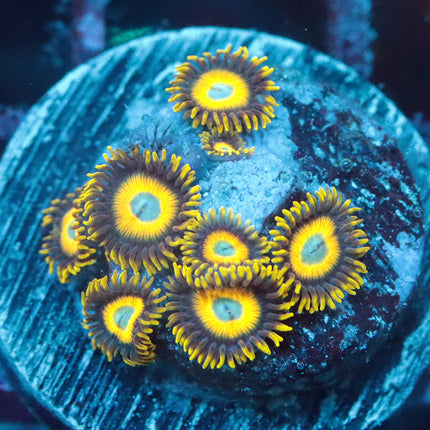 Scrambled Eggs Zoa