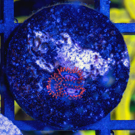 Cornbred Snitch Zoa