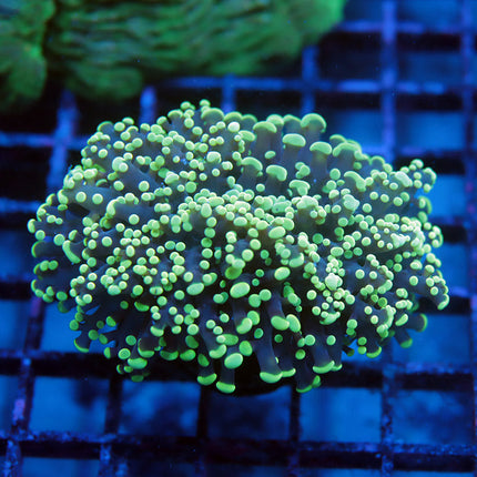 Neon Rainbow Octospawn