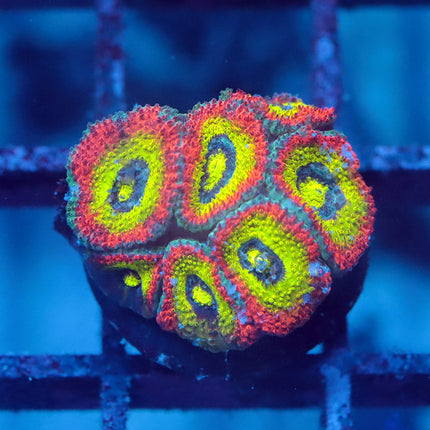Holy Grail Micromussa