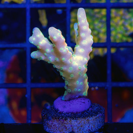 RRC Tropicana Anacropora