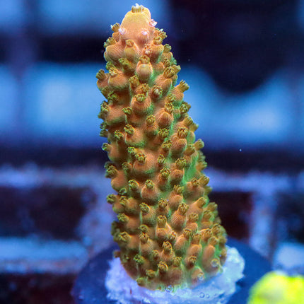 TGC Tropicana