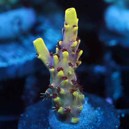 WWC Red Polyp Clathrata