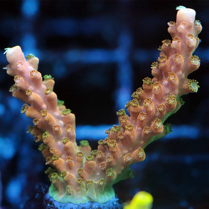 TGC Tropicana