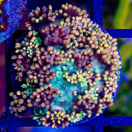 kaleidoscope Goni