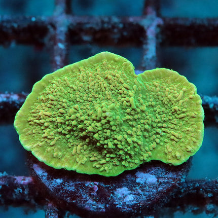 Green Monti