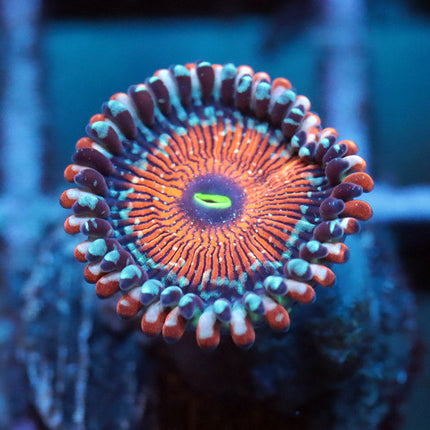 Salted Agave Zoa