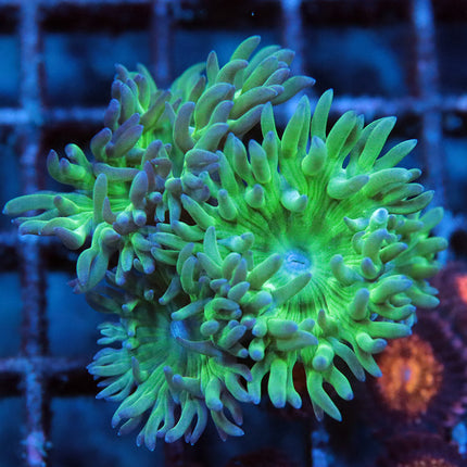 Neon Duncan Coral