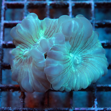 Fantastic Fox Coral